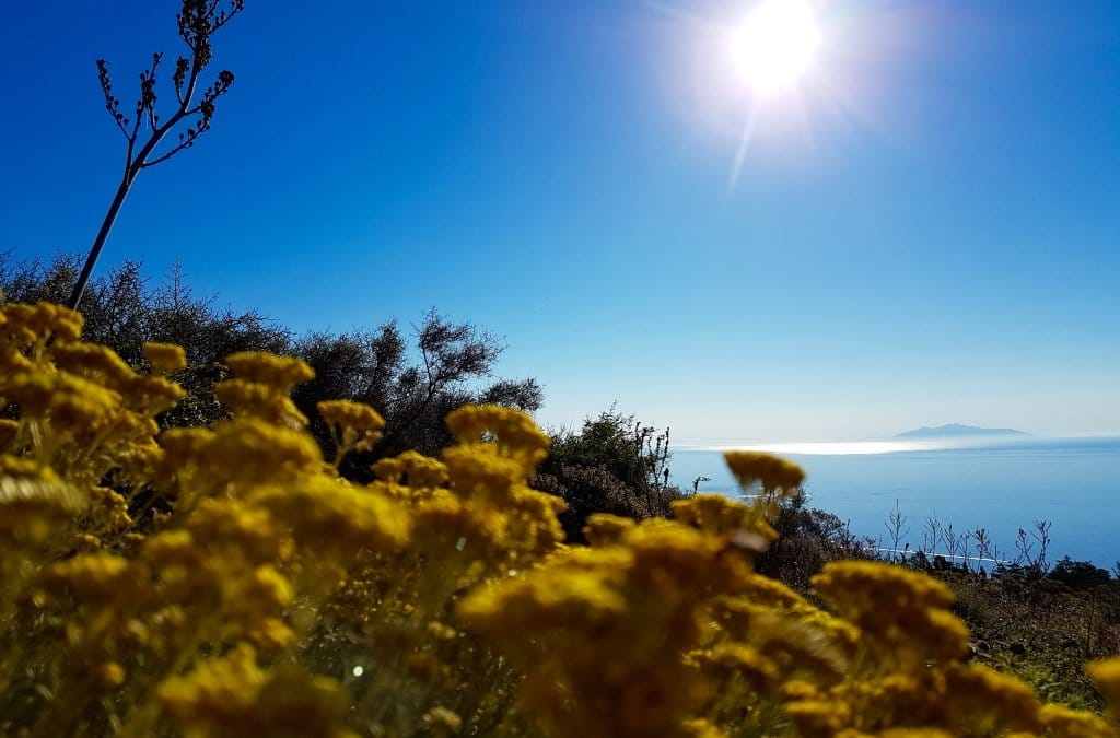L’immortelle, indispensable pour un été paisible.