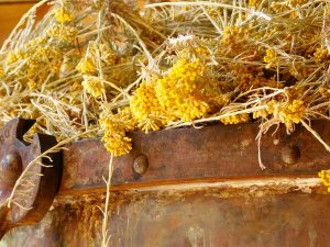Les coulisses de la récolte de l'immortelle au Cap Corse