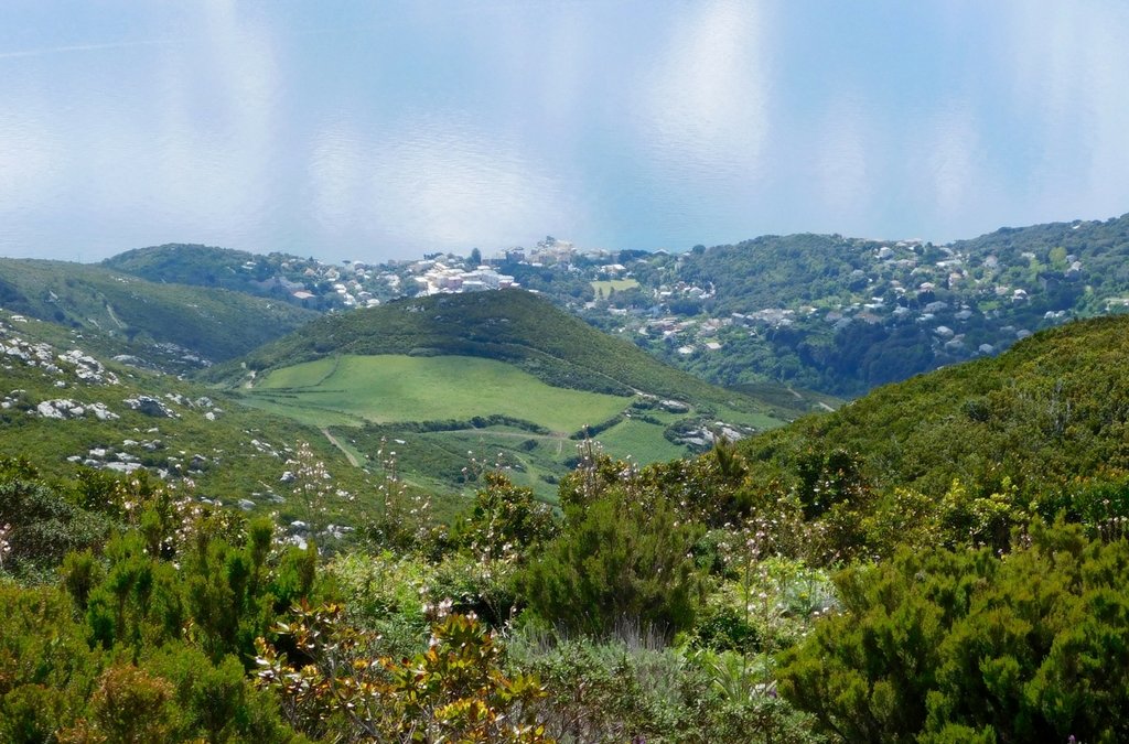 L’histoire de la première plantation d’hélichryse dans le Cap Corse