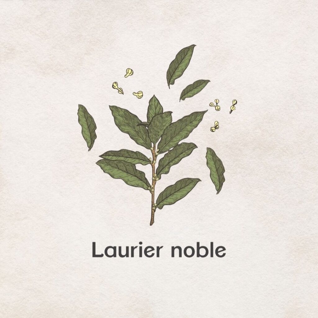Laurier noble remplace Tea Tree pour les infections d'hiver