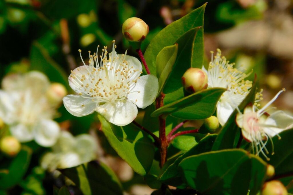 Le myrte vert corse, plante expectorante et purifiante par excellence