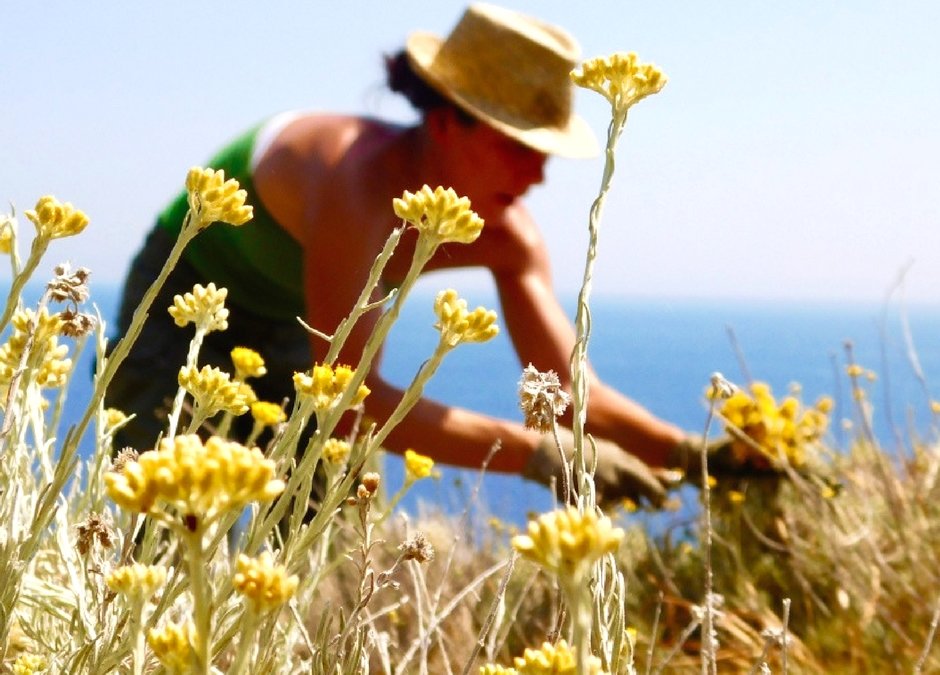 La cosmétique naturelle corse, Intimu