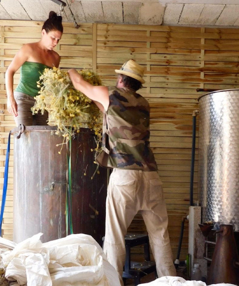 Hélène et Laurent remplissent leur cuve en cuivre de 600 litres. Suit une longue extraction pour obtenir une huile essentielle pure et complète.