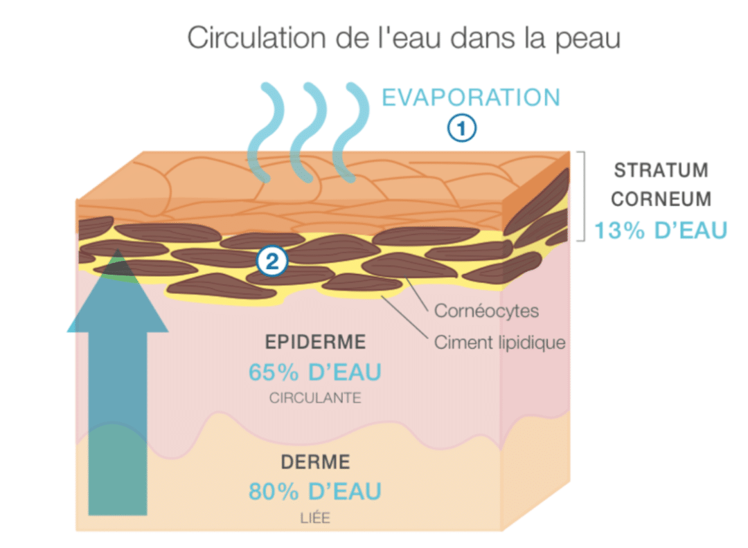 Comment stopper efficacement et rapidement les signes d'une peau ...