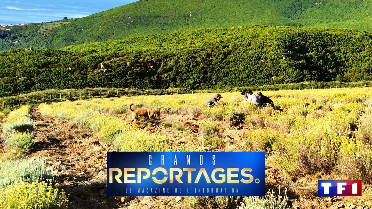 intimu.fr_grands-reportages-19-septembre-2021-huile-essentielle Intimu, producteur d'huiles essentielles dans le Cap Corse dans Grands Reportages