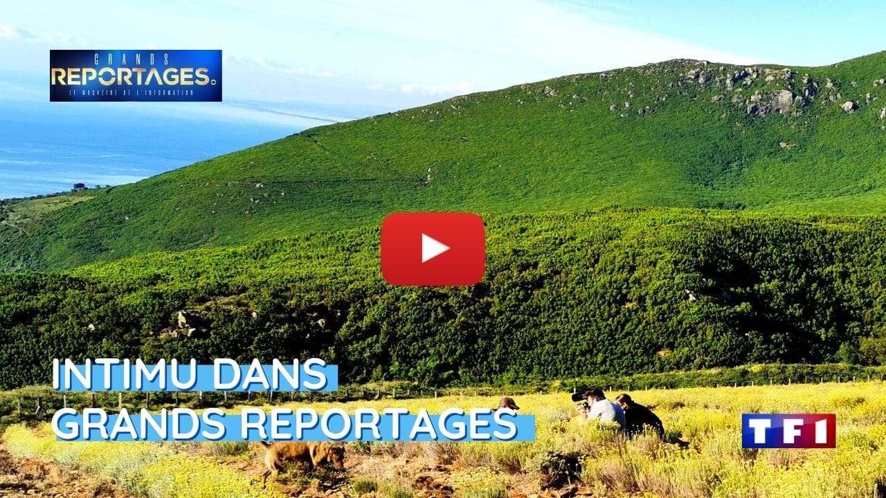 Intimu dans grands reportages sur TF1