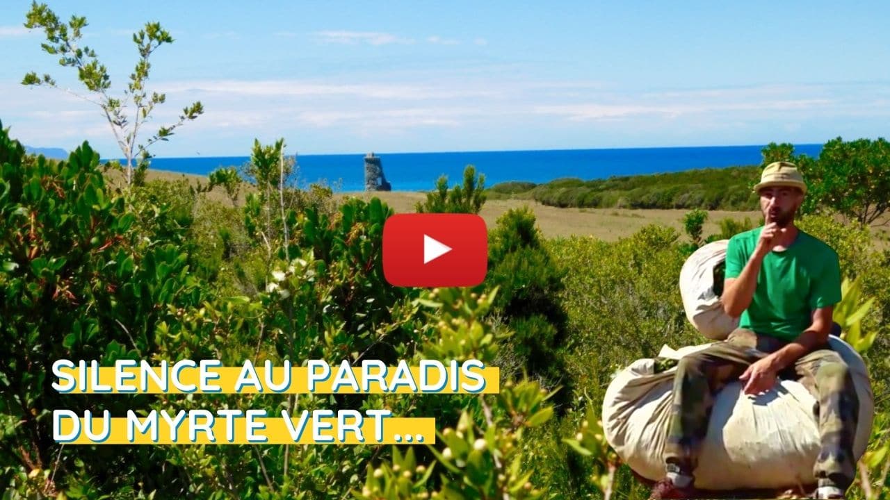 Cueillette de plantes sauvages à la pointe du Cap Corse
