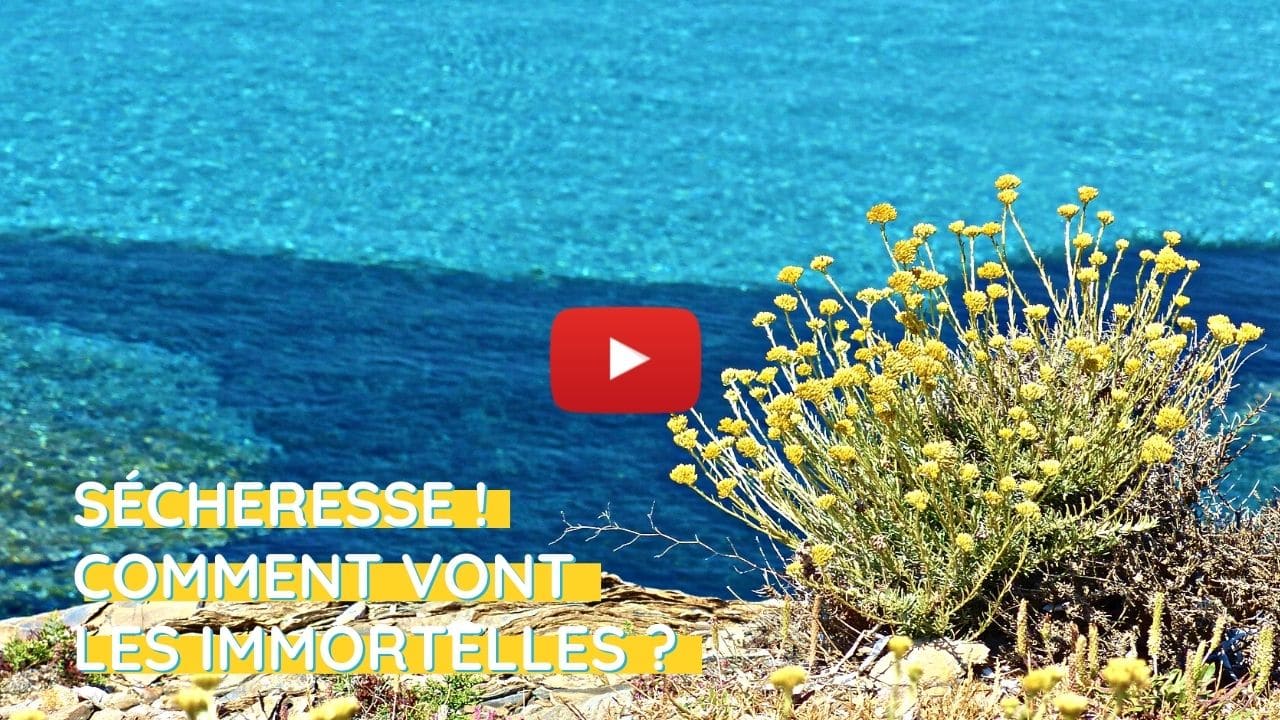De quoi ont besoin les immortelles de Corse pour grandir ?