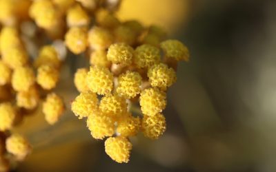 Bienfaits de l’hydrolat d’immortelle corse, comment bien l’utiliser.