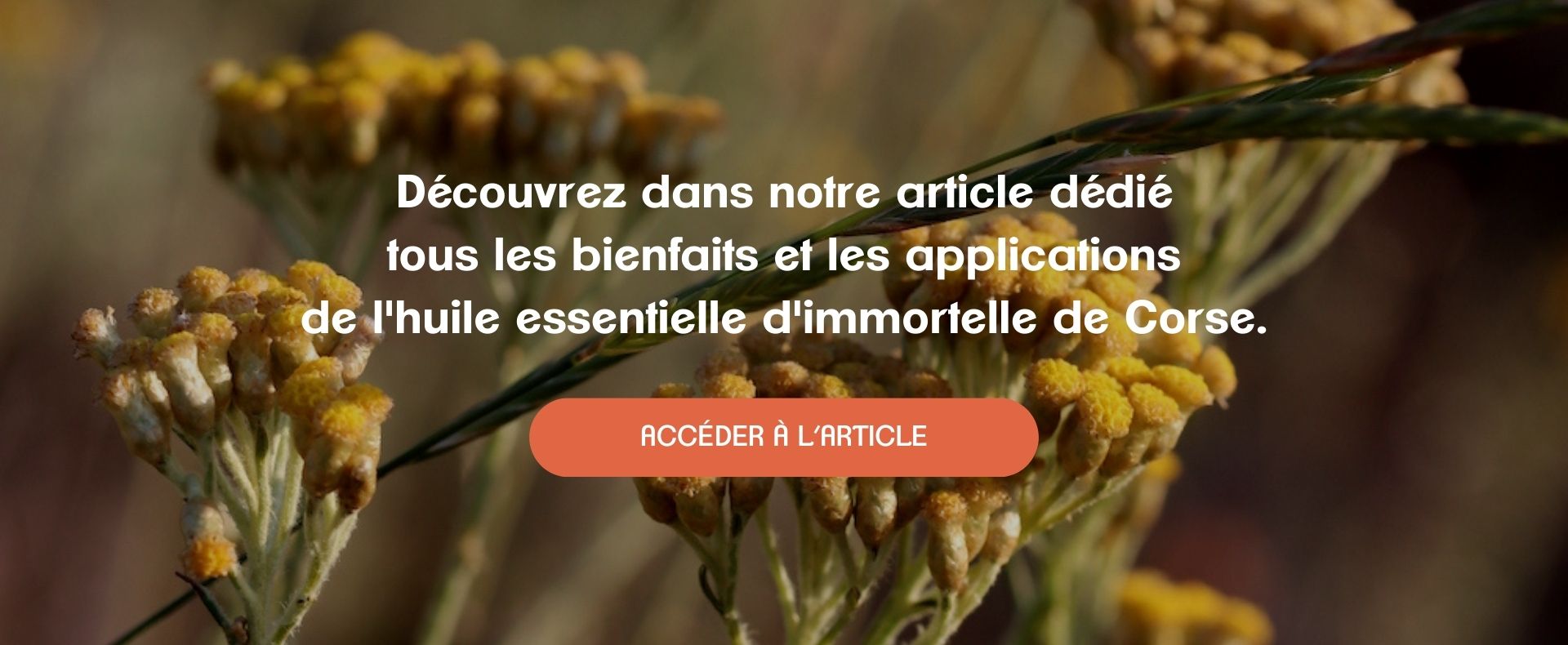 Bienfaits huiles essentielles immortelle de corse