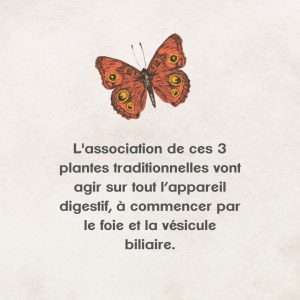 Artichaut pissenlit et romarin