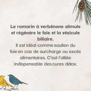 romarin et cure detox
