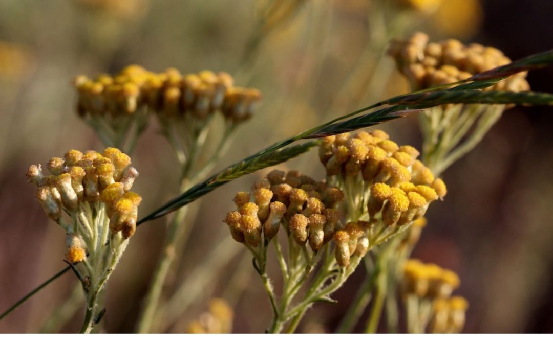 Immortelle Fleur de Corse