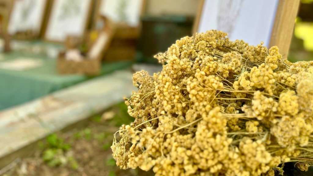 Bouquet d'immortelle de Corse
