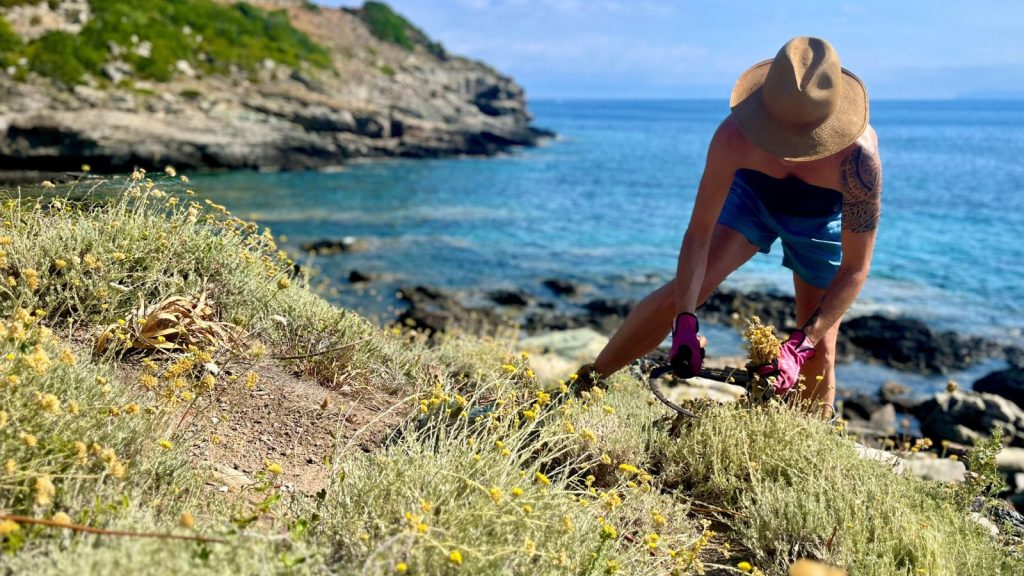 Cueillette sauvage d'immortelle de Corse en bord de mer, dans le maquis du Cap Corse.