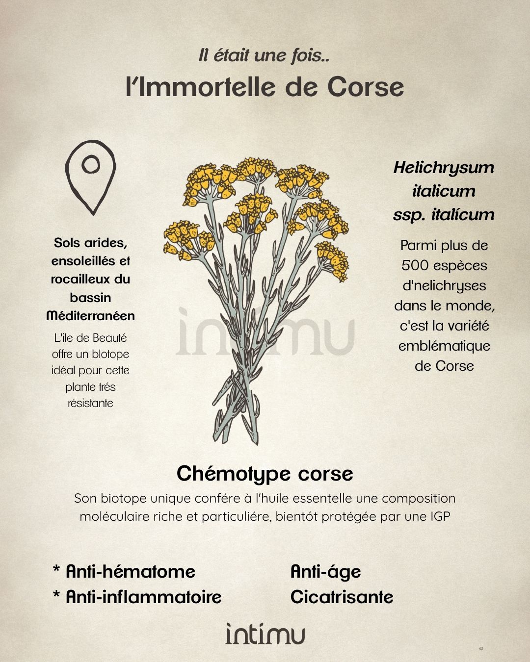 Illustration de l’immortelle de Corse – habitat, chémotype, bienfaits (anti-hématome, anti-âge, cicatrisante, apaisante)