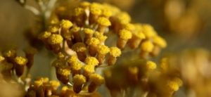 FAQ sur l'immortelle et ses usages