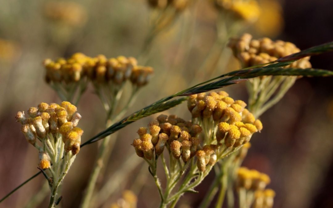 Immortelle de Corse, ses secrets grâce aux réponses du quiz