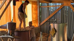 Hélène et Laurent tassent les fleurs d'immortelle dans l'alambic avant la distillation au Cap Corse.