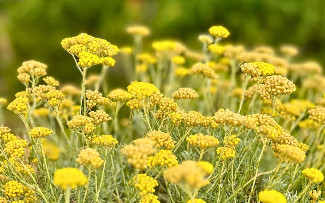 8 bonnes raisons d’adopter un soin à l’immortelle de Corse issu directement de nos récoltes