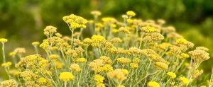 soins à l'immortelle de Corse