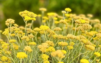 8 bonnes raisons d’adopter un soin à l’immortelle de Corse issu directement de nos récoltes