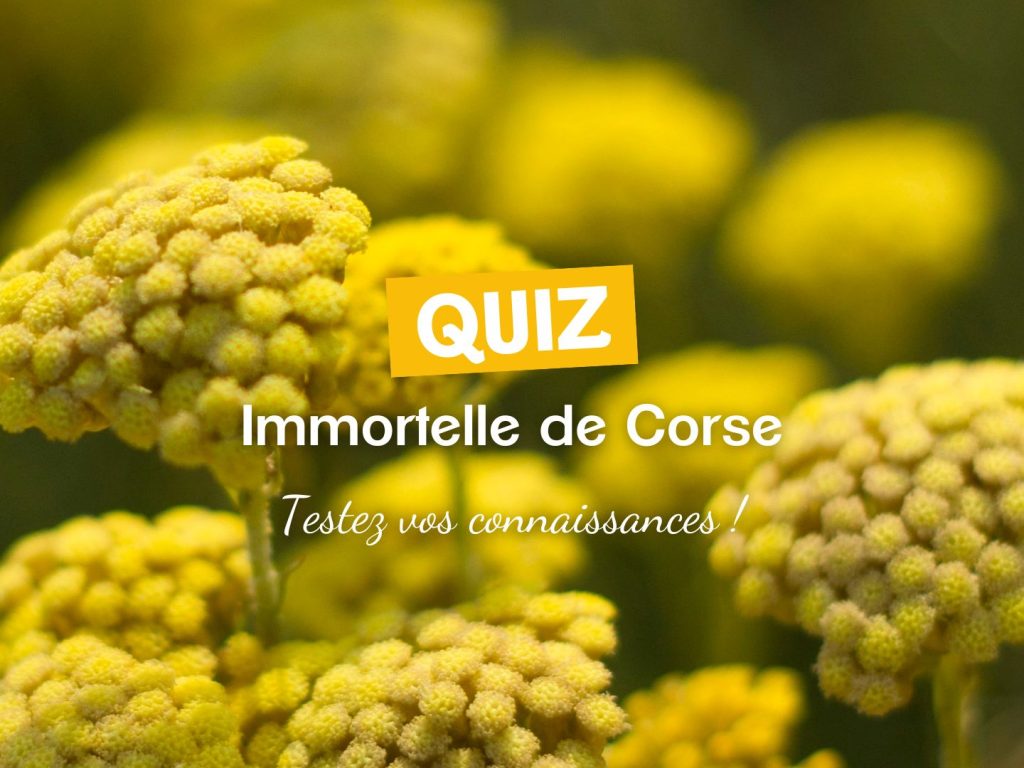 jouer à notre quiz sur la fleur d'immortelle