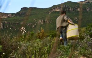 paysage mer Cap Corse maquis distillerie Intimu