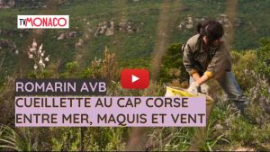 tournage TV Monaco cueillette romarin Cap Corse documentaire Riviera
