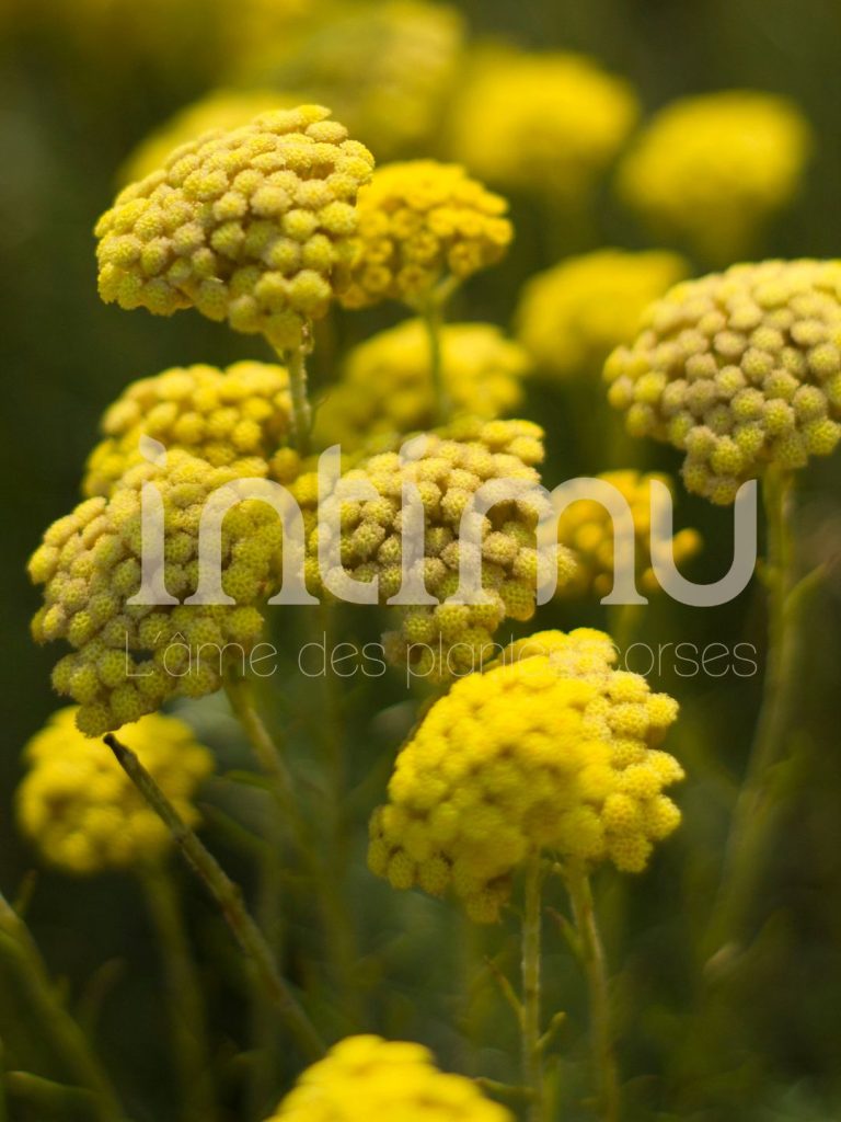 olfaction huile essentielle petit-grain clémentinier