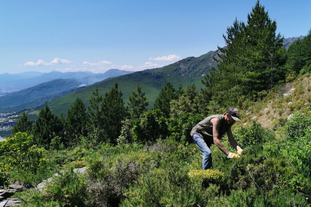 Cueillette sauvage en Corse avec une serpette, coupe de plantes aromatiques dans le maquis.