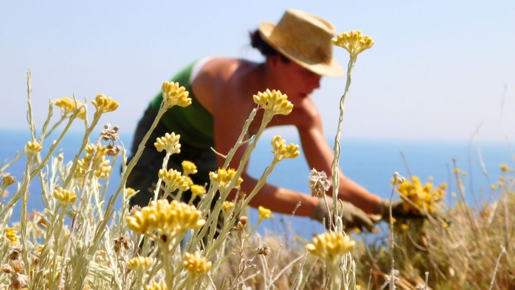 Champ d’immortelle de Corse en fleurs dans le maquis sous le soleil