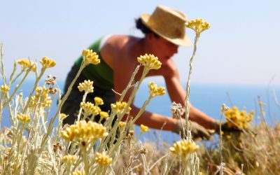 Cueillette sauvage en Corse : comment cueillir sans piller le maquis ?