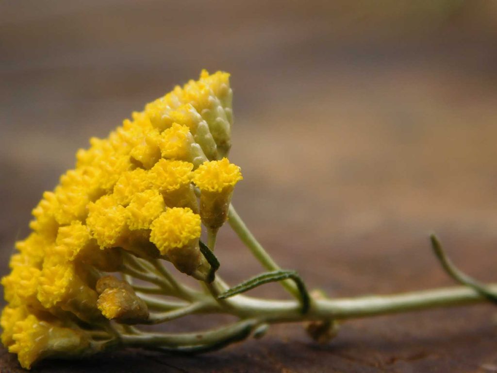 Fleur d'immortelle, symbole du maquis corse et de la beauté vivante