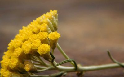Immortelle de Corse vs autres hélichryses : comment choisir la meilleure huile essentielle.