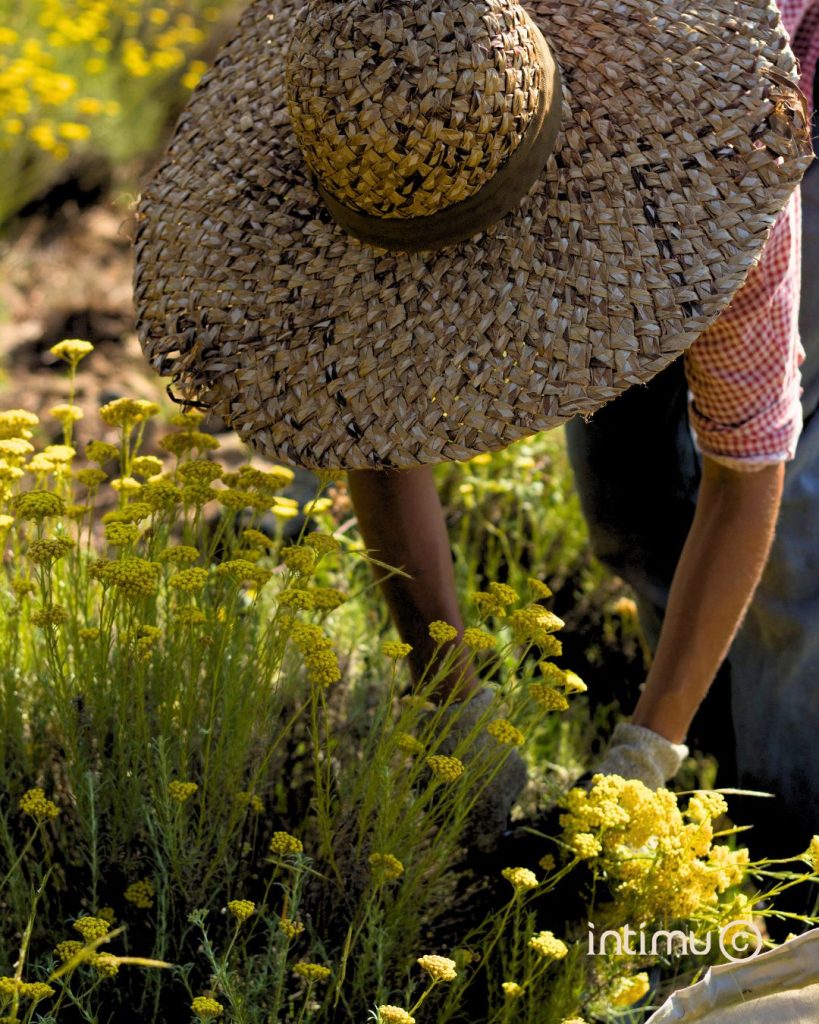 Récolte artisanale d’immortelle de Corse par des producteurs locaux