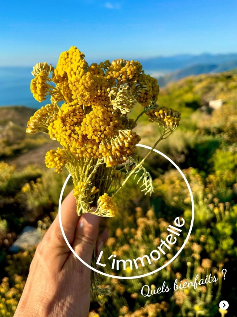 Plantes aromatiques corses utilisées dans les sérums naturels Intimu