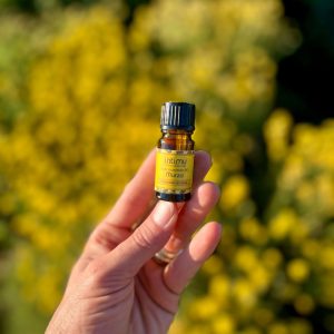 Immortelle de Corse – plante rare utilisée dans les sérums visage Intimu