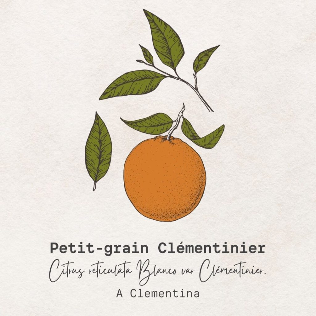 petit-grain clémentinier pour sommeil et détente