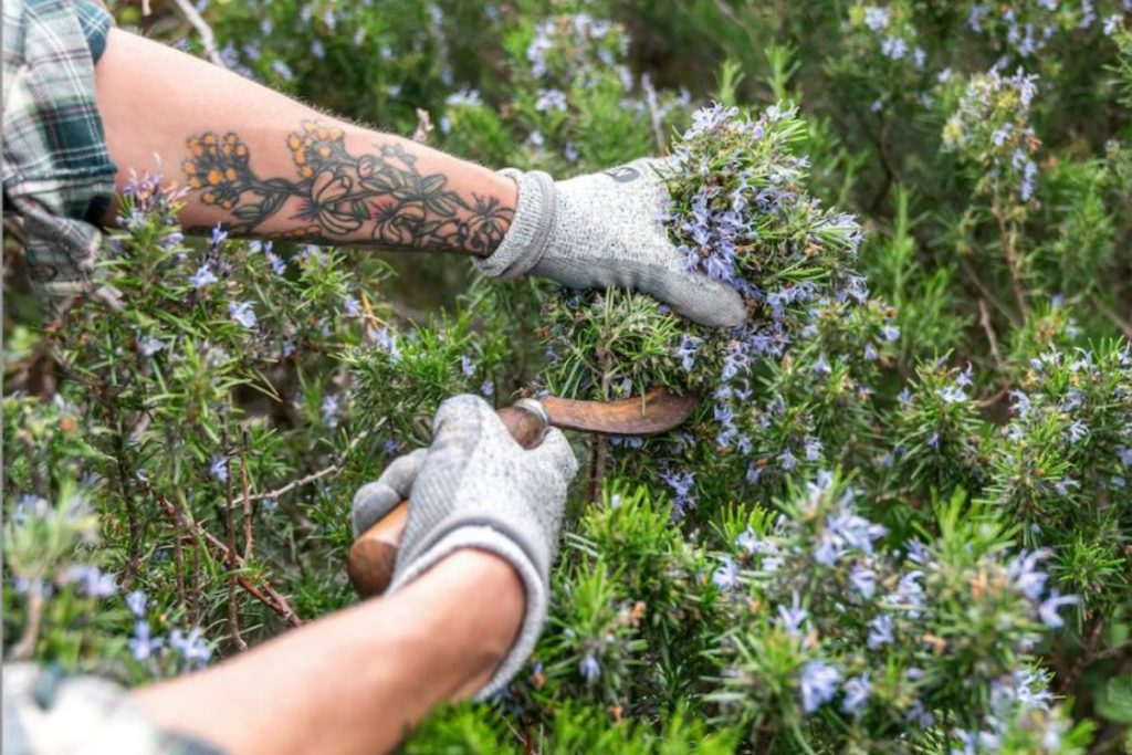Geste de cueillette du romarin sauvage dans le Cap Corse, production artisanale Intimu
