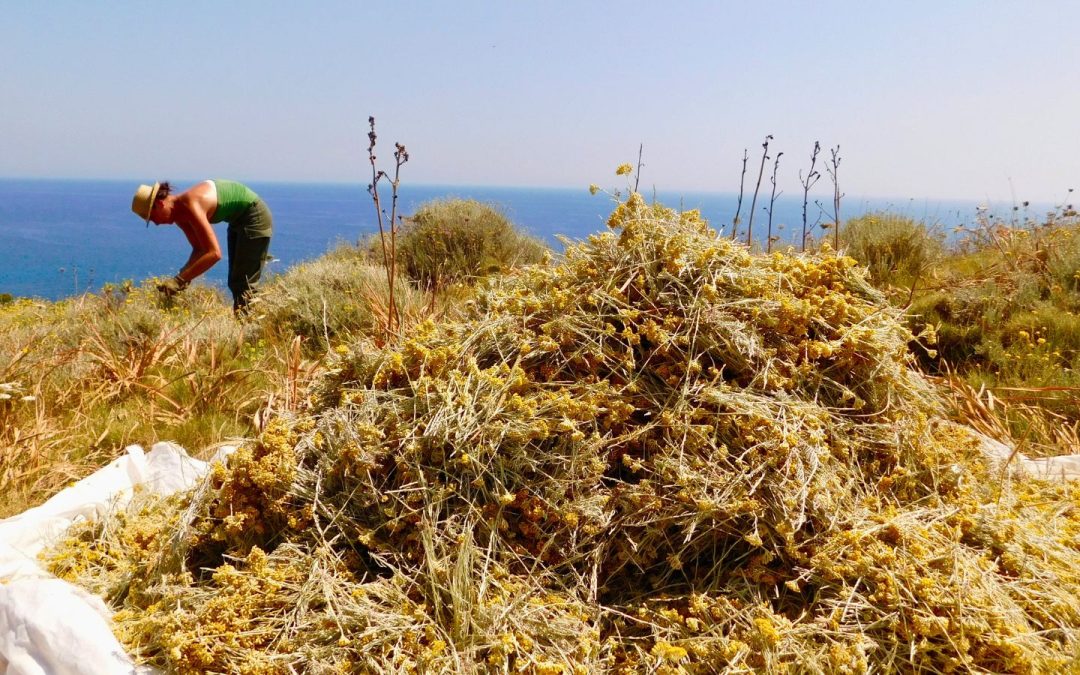 10 bienfaits prouvés de l’immortelle de Corse pour la peau — science, nature & résultat