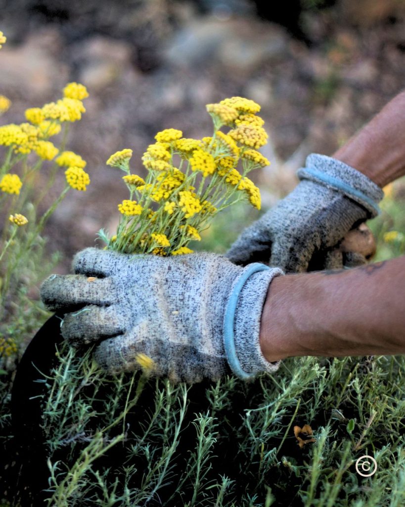 cueillette et distillation d'immortelle de Corse chez Intimu pour les meilleurs bienfaits pour la peau