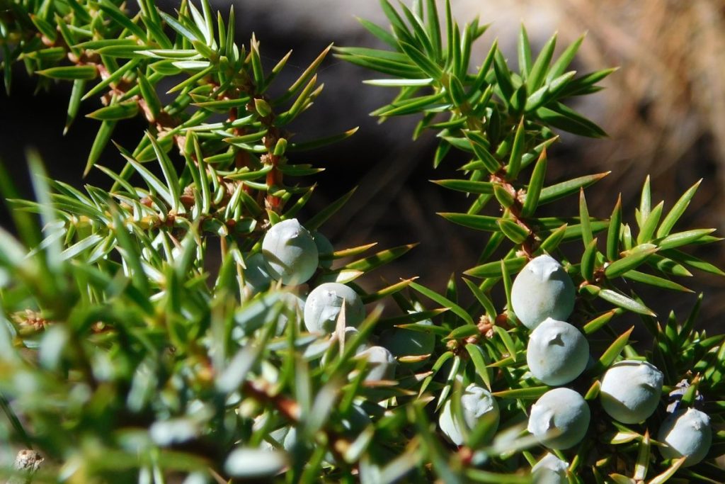 Genévrier nain Juniperus nana en montagne corse, une plante corse qui pousse à partir de 1000 m d'altitude