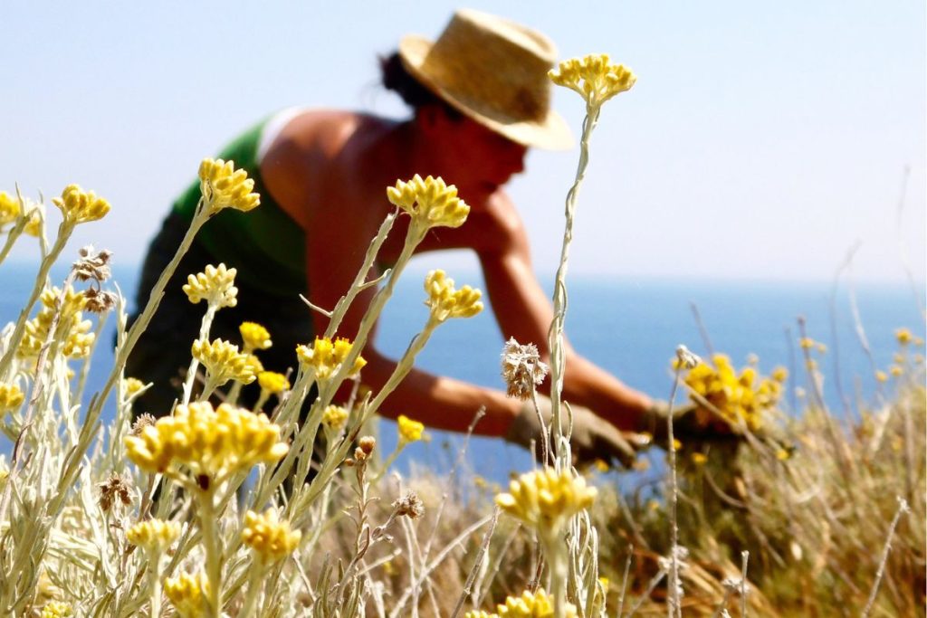 Immortelle de Corse Helichrysum italicum une plante corse endémique et emblématique