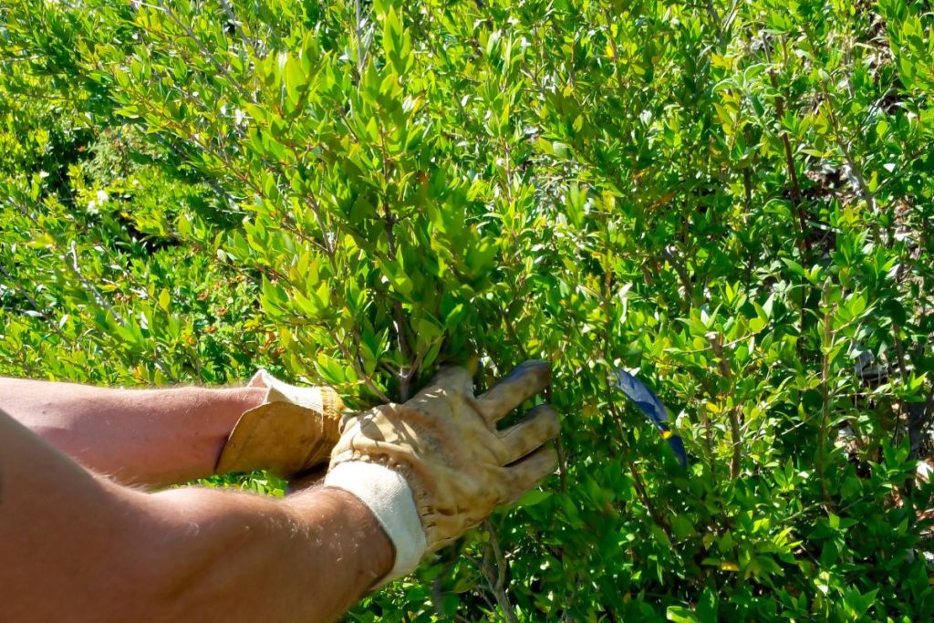 Myrte corse Myrtus communis dans le maquis, une plante corse emblématique