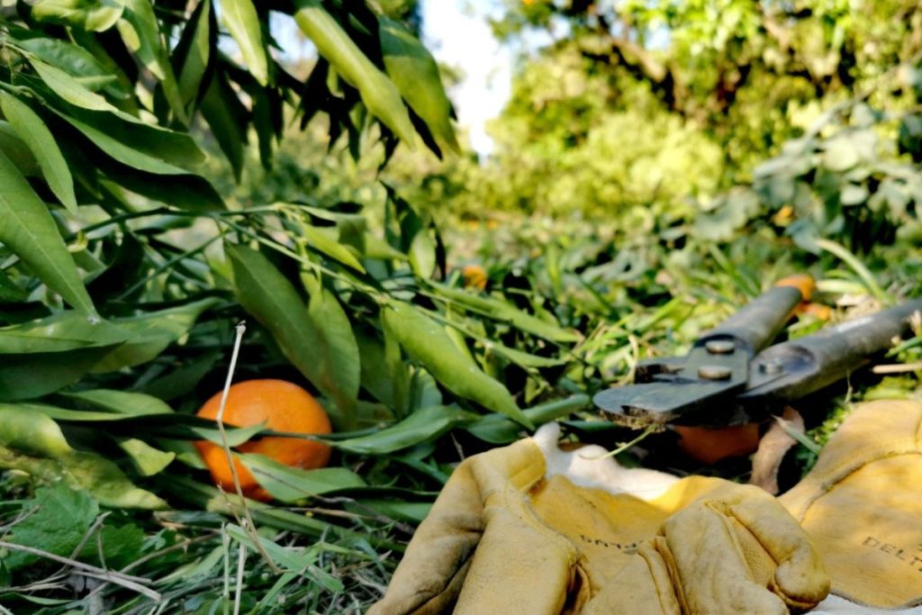 Les feuilles de clémentinier font partie des plantes corses avec une vibration unique