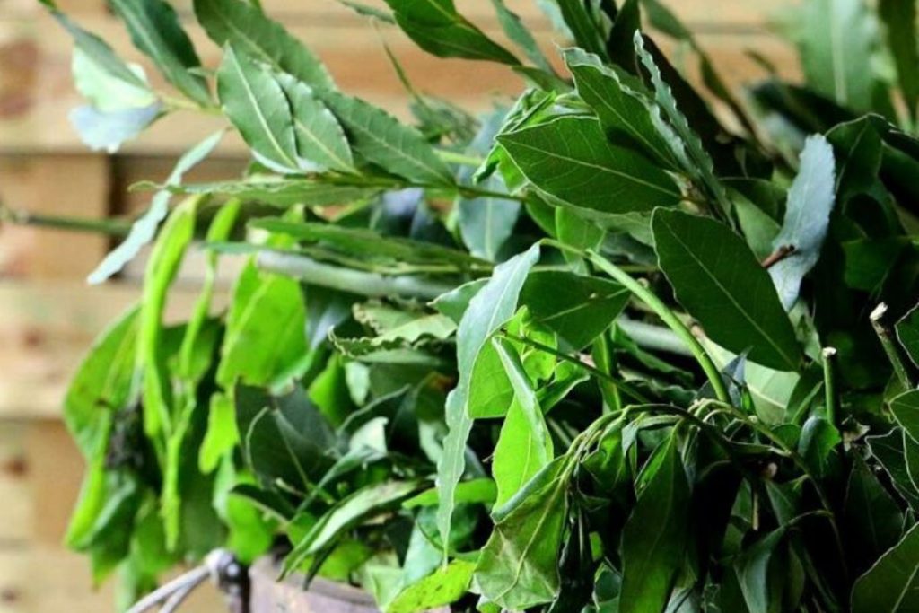 le laurier noble, plante corse de la force et du courage