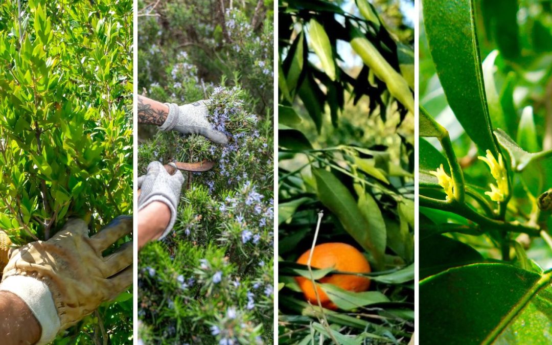 Quand une plante vous accompagne : rituels et sagesse des plantes corses
