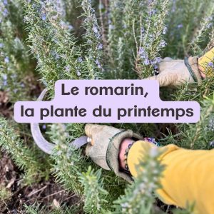 Le romarin corse, la plante du printemps