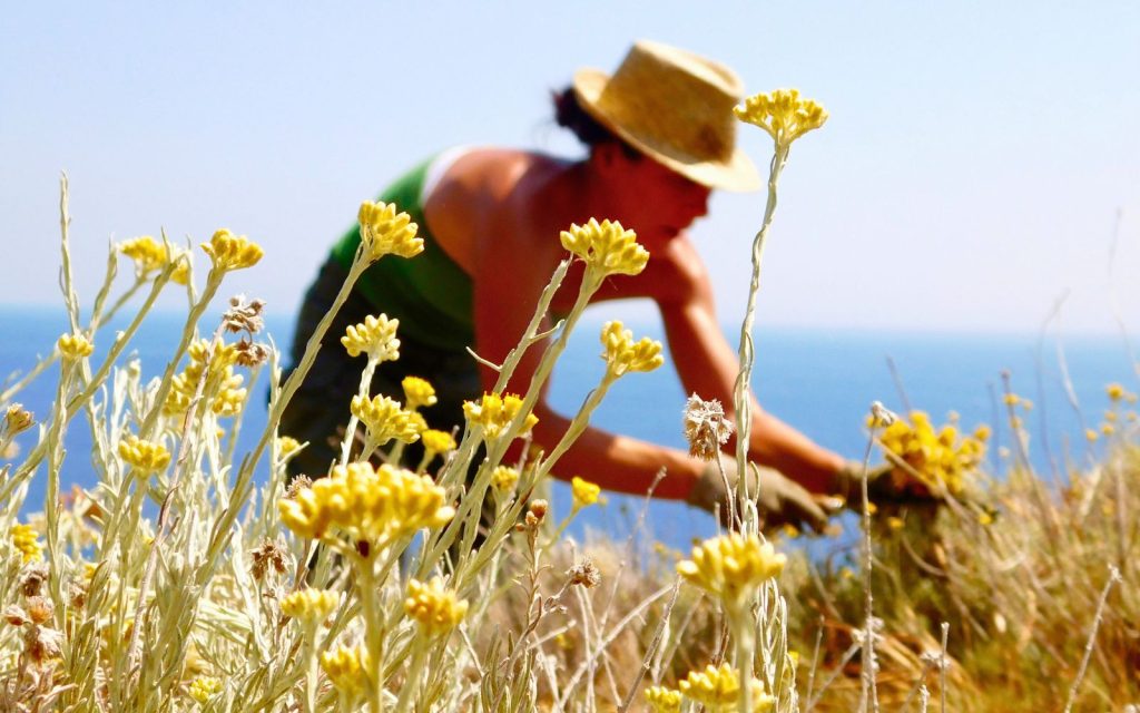Cueillette artisanale d’immortelle en Corse par Intimu